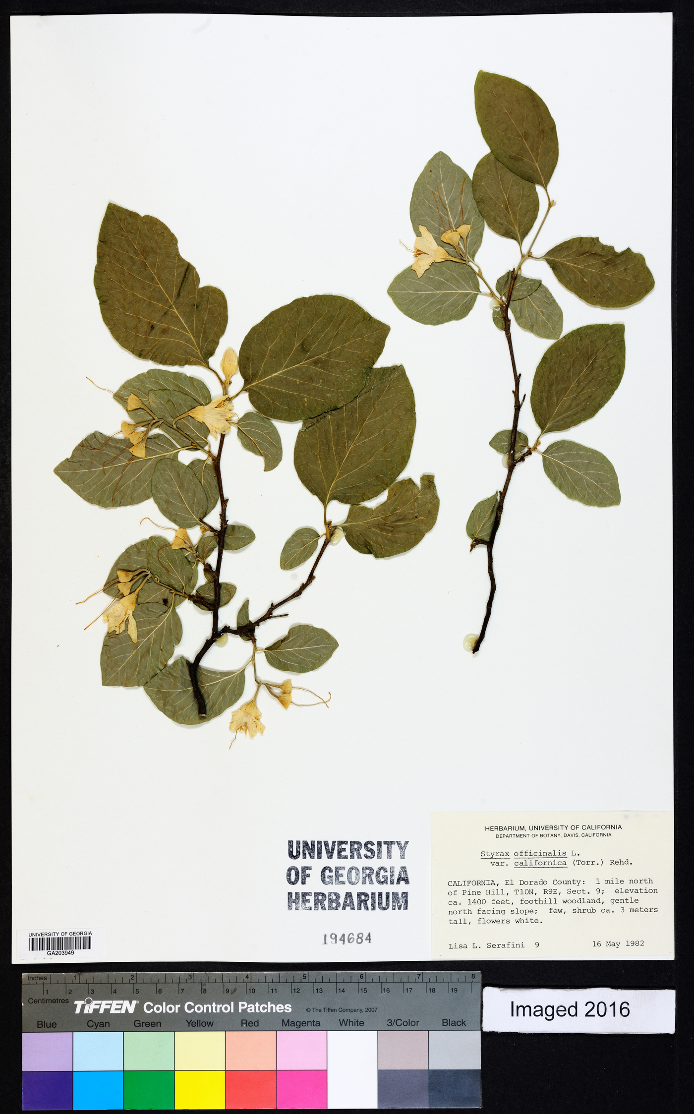 Styrax officinalis image