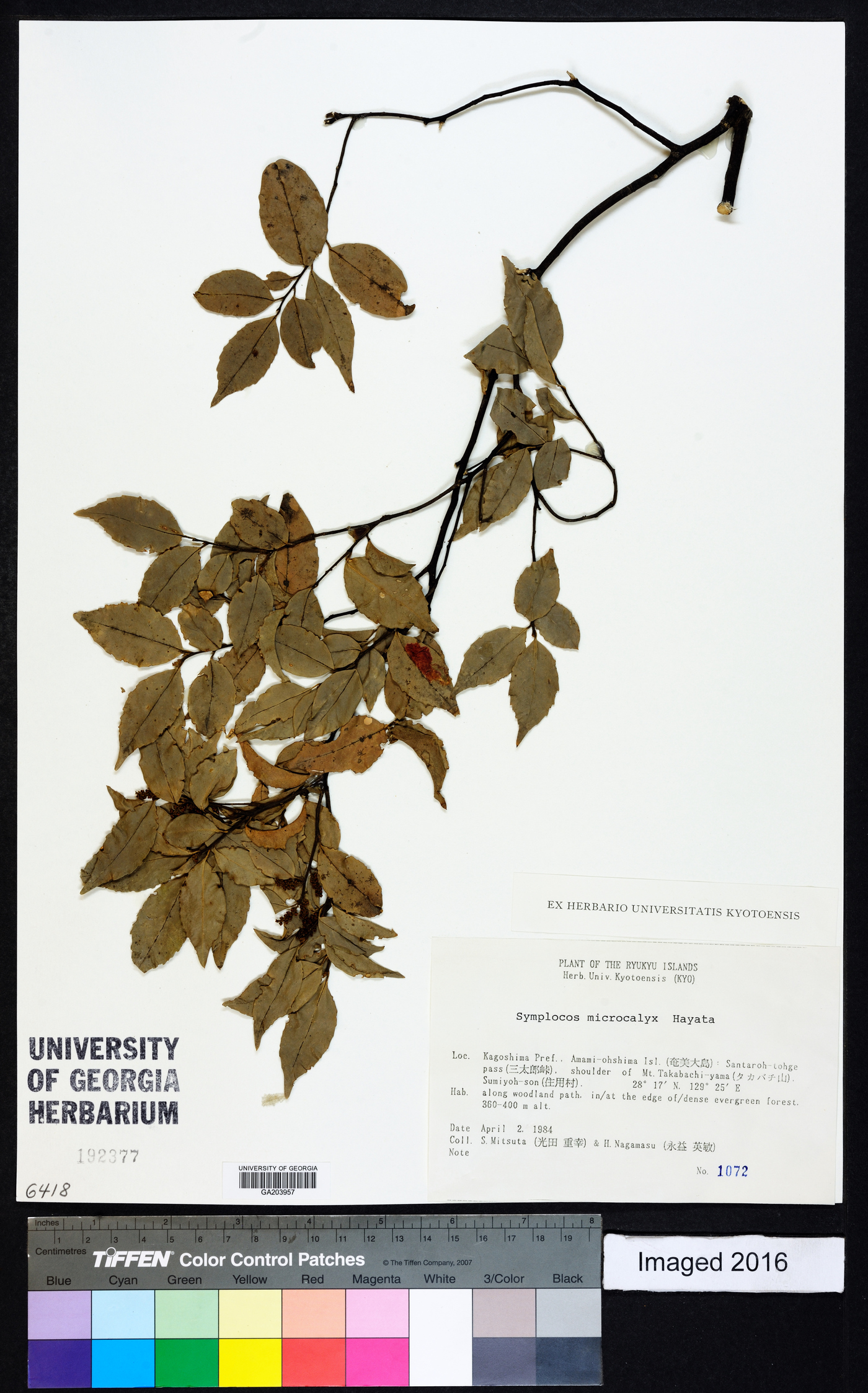 Symplocos lancifolia image
