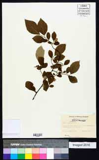 Styrax americanus image