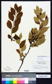 Styrax americanus image