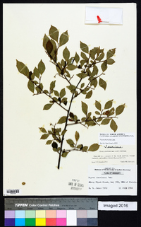 Styrax americanus image