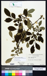 Styrax americanus image