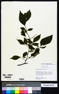 Styrax americanus image