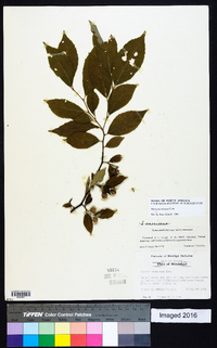 Styrax americanus image