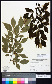 Styrax americanus image