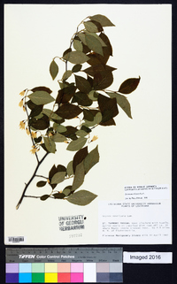 Styrax americanus image