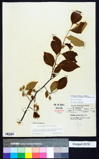 Styrax americanus image