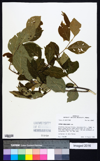 Styrax americanus image