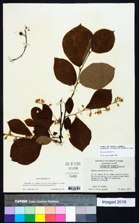 Styrax grandifolius image