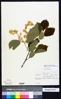 Styrax grandifolius image