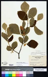 Styrax grandifolius image