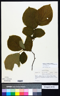 Styrax grandifolius image