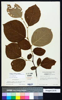 Styrax grandifolius image