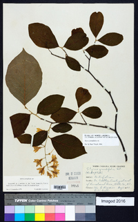 Styrax grandifolius image