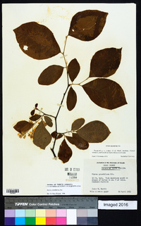 Styrax grandifolius image