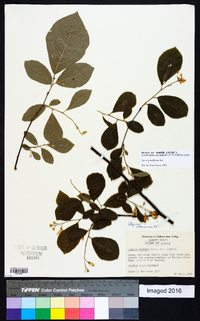 Styrax grandifolius image