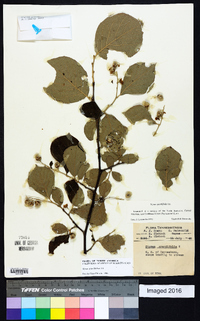 Styrax grandifolius image