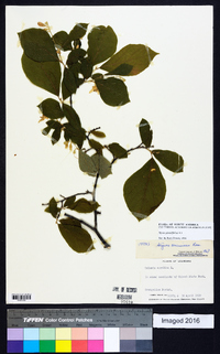 Styrax grandifolius image