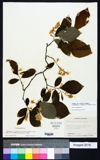 Styrax grandifolius image