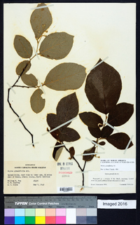 Styrax grandifolius image