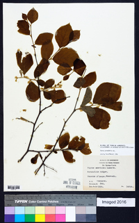 Styrax grandifolius image