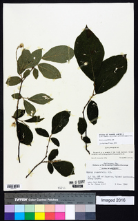 Styrax grandifolius image