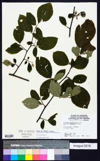 Styrax grandifolius image