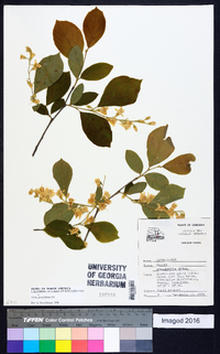 Styrax grandifolius image