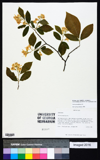 Styrax grandifolius image