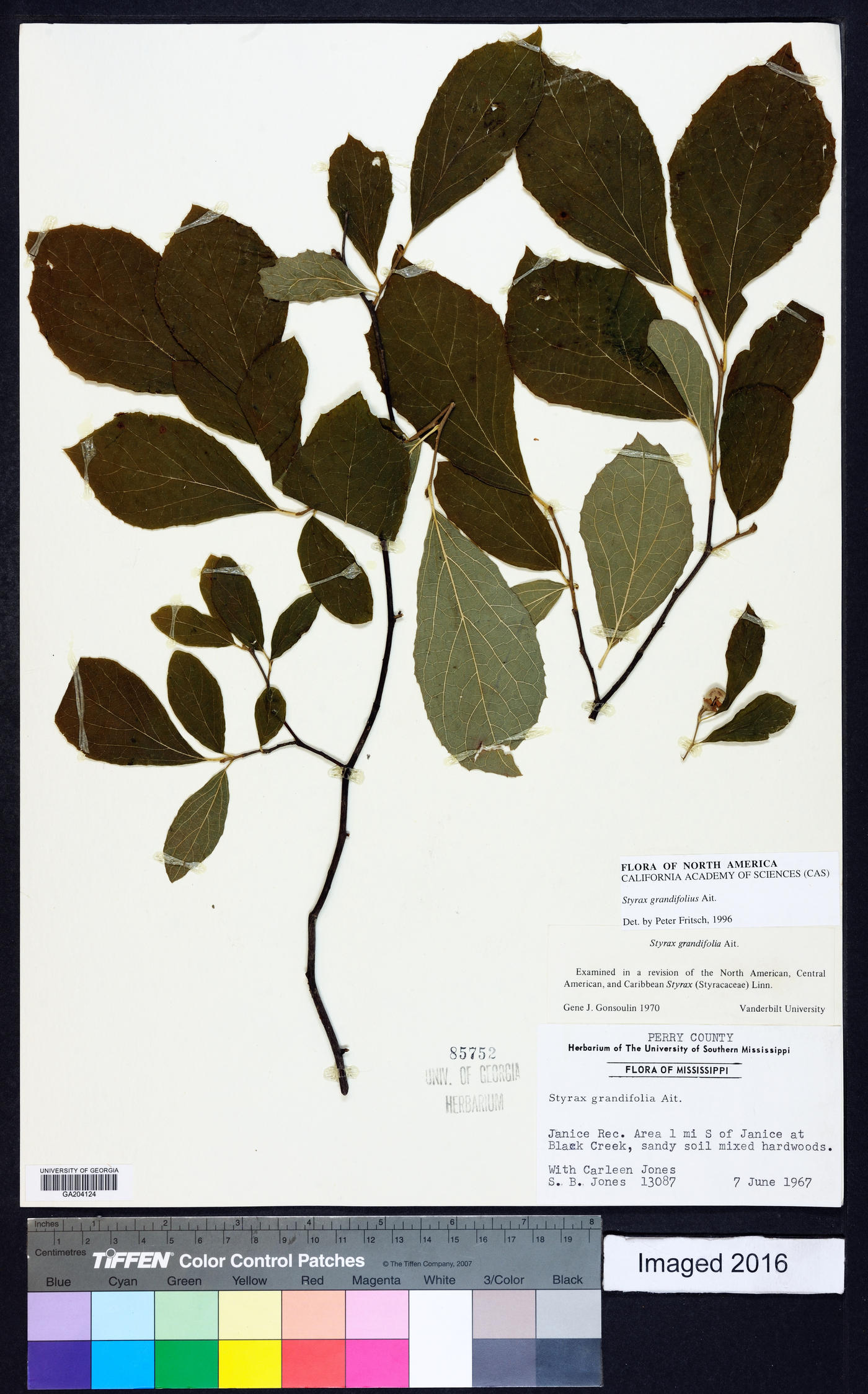 Styrax grandifolius image