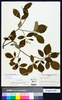 Styrax grandifolius image