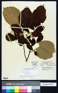 Styrax grandifolius image