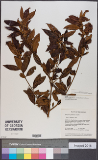 Symplocos guianensis image