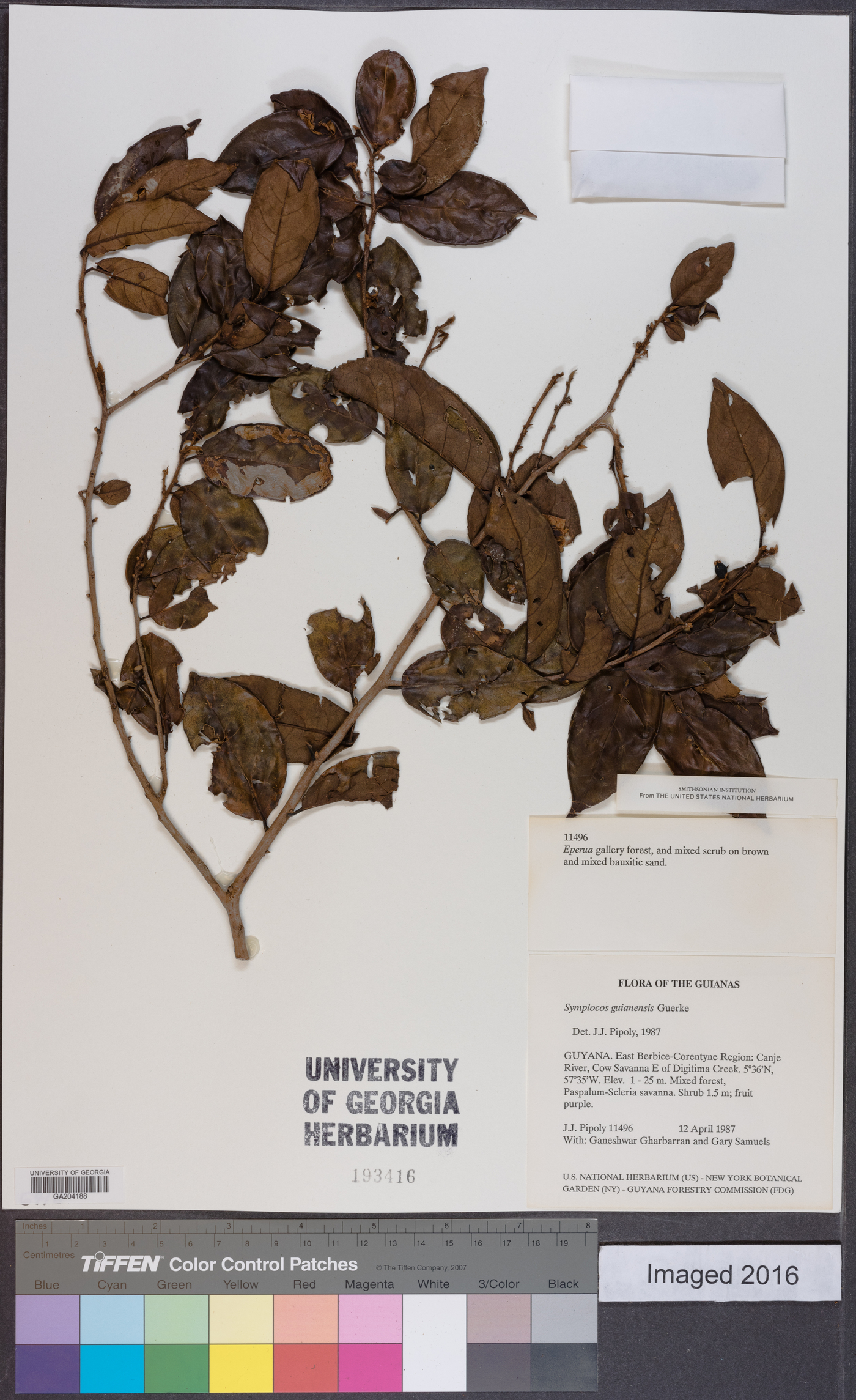 Symplocos guianensis image