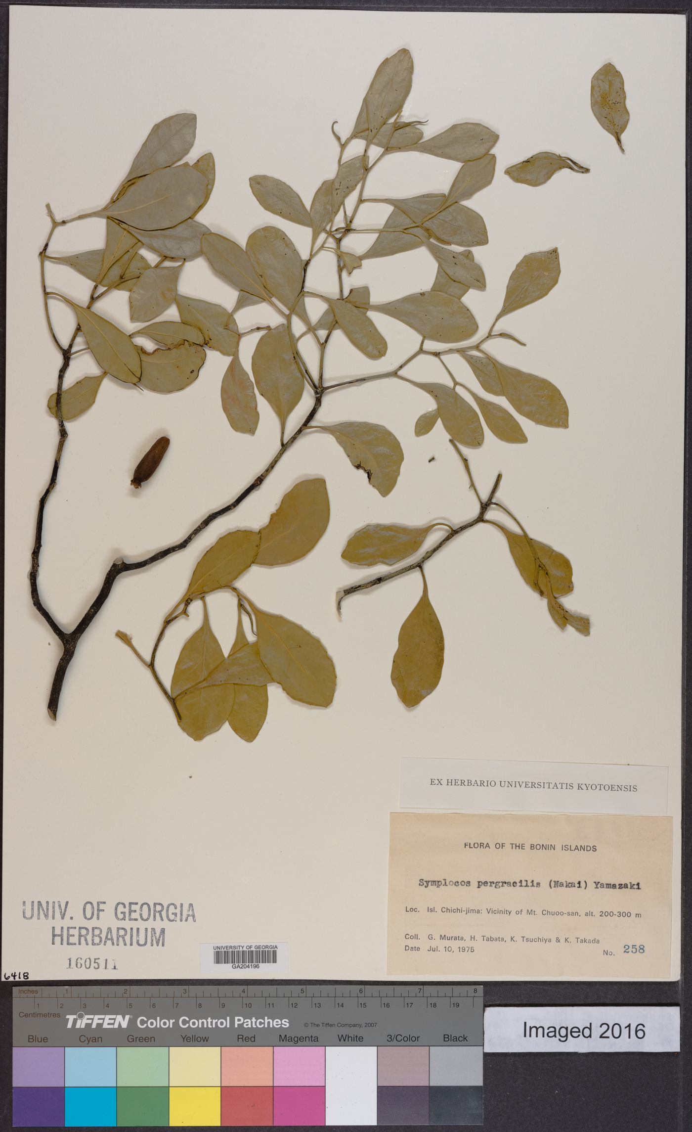 Symplocos theifolia var. pergracilis image