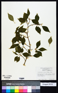 Forestiera acuminata image