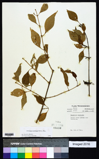 Forestiera acuminata image