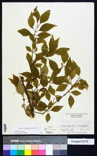 Forestiera acuminata image