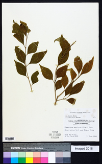 Forestiera acuminata image