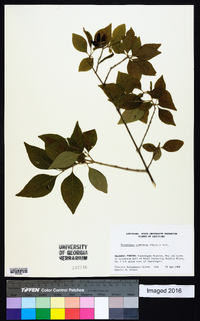 Forestiera acuminata image