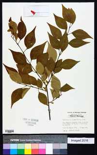 Forestiera acuminata image