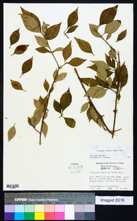 Forestiera acuminata image