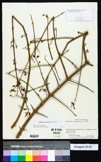 Forestiera acuminata image