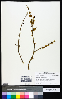 Forestiera acuminata image