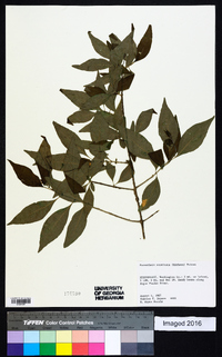 Forestiera acuminata image