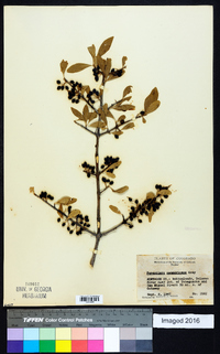 Forestiera pubescens image