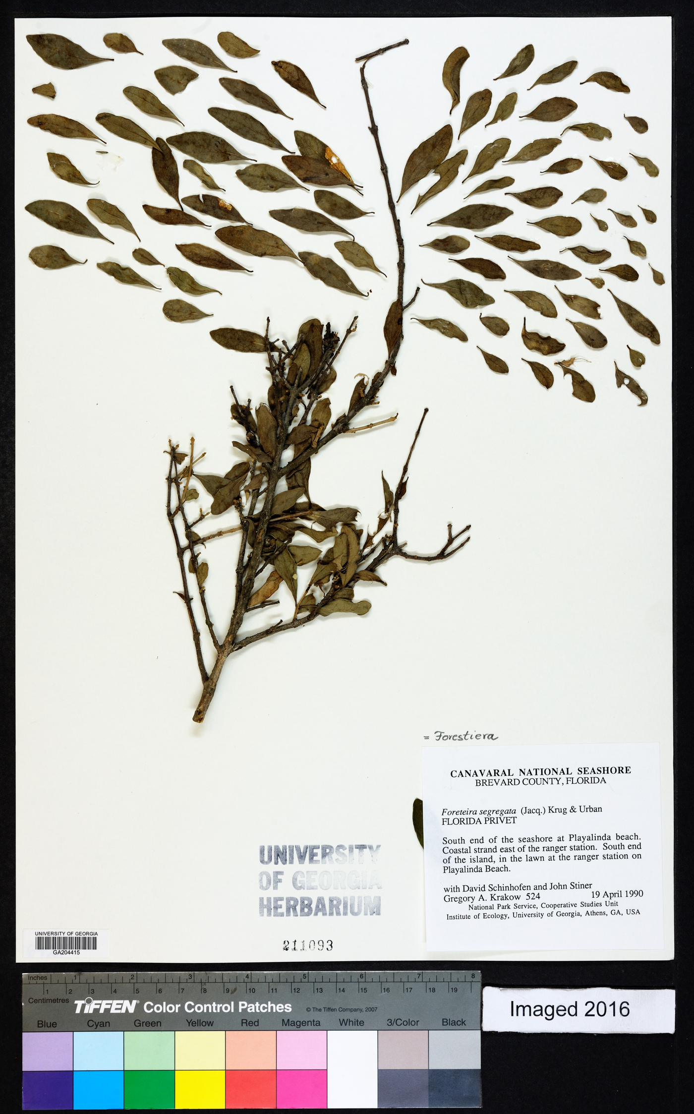 Forestiera segregata image