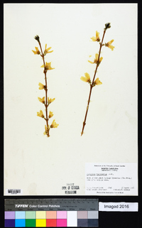 Forsythia viridissima image