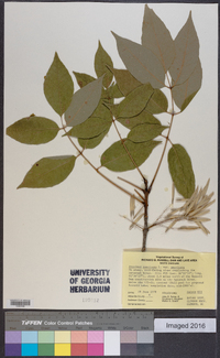 Fraxinus americana var. americana image