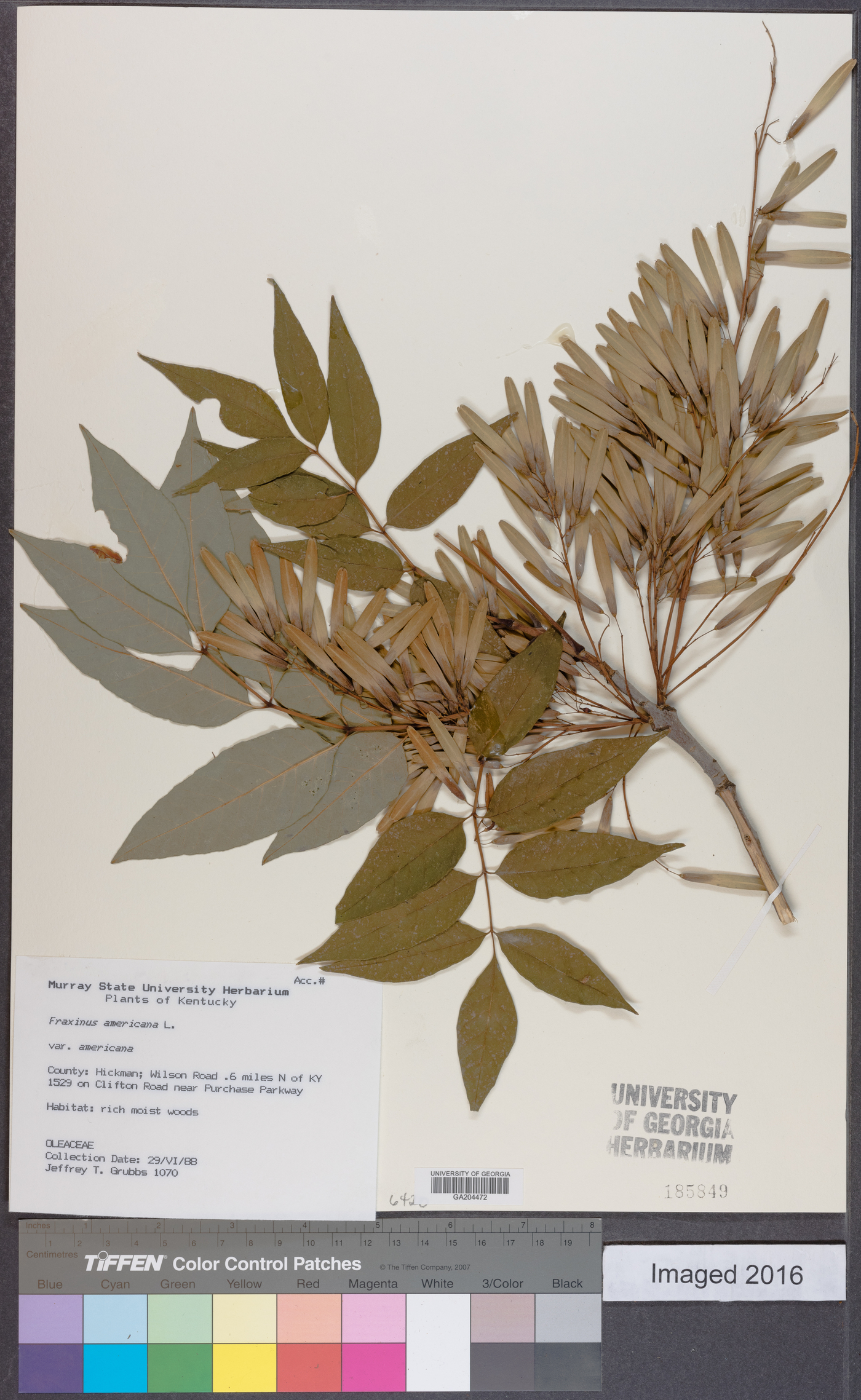 Fraxinus americana var. americana image